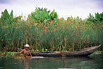 Man in river catching shrimp, next to dugout canoe, Maroantsetra, Madagascar.
