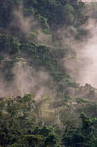 Tropical Rainforest canopy in mist, Marojejy Reserve, Madagasca.