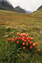 Alpine flowers growing at 5000m, Andes, Bolivia, South America