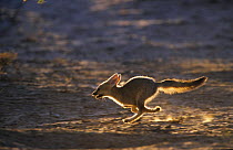 Cape fox cub running {Vulpes chama}, backlit, Kgalagadi Transfrontier Park, South Africa