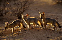 RF- Cape fox cubs (Vulpes chama). Kgalagadi Transfrontier Park, South Africa. (This image may be licensed either as rights managed or royalty free.)