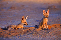 Cape fox {Vulpes chama} and cub Kgalagadi Transfrontier Park, South Africa
