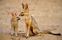 RF- Cape fox mother and cub (Vulpes chama). Kgalagadi Transfrontier Park, South Africa. (This image may be licensed either as rights managed or royalty free.)