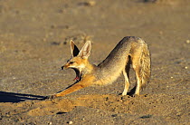Cape fox {Vulpes chama} stretching, Kgalagadi Transfrontier Park, South Africa