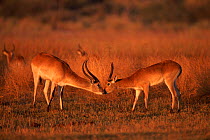 Lechwe {Kobus leche}, Moremie Wildlife Reserve, Botswana