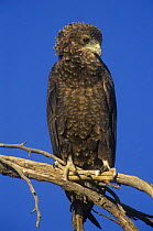 Bateleur eagle {Terathopius ecaudatus} perched, Kgalagadi Transfrontier NP, South Africa