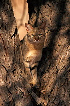 African wild cat {Felis sylvestris libyca} in tree, Kgalagadi Transfrontier Pk, South Africa
