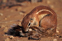Cape ground squirrel {Xerus inauris} grooming tail, Kgalagadi Transfrontier Park, South Africa