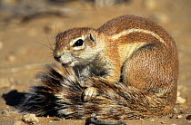 Cape ground squirrel grooming tail {Xerus inauris}, Kgalagadi Transfrontier Park, South Africa