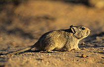 Brant's whisling rat {Paratomys brantsii} Kgalagadi Transfrontier Park, South Africa