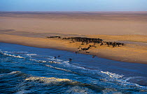 Aerial view of Afro-australian fur seal colony {Arctocephalus pusillus} Namib Naukluft Pk