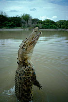 Saltwater Crocodile jumping out of river {Crocodylus porosus} Adelaide River, Australia