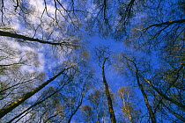 Looking up in Silver birch forest canopy in winter {Betula verrucosa} K