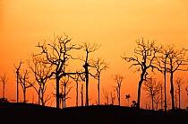 Sunset over Amazon Rainforest after burning, South America