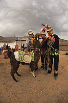 Quechua wedding with men and domestic Llama in traditional wear, Bolivia, South America