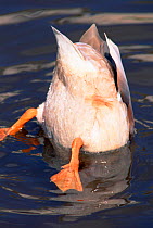 Mallard duck up ended dabbling in water {Anas platyrhynchos} UK