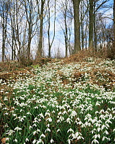 Snowdrops {Galanthus nivalis}, Longleat Forest in winter, Wiltshire UK