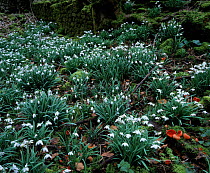 Snowdrops {Galanthus nivalis} and Scarlet elf cup fungus {Sarcoscypha austriaca} UK Wiltshire England winter