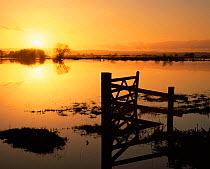 Winter flooding on Somerset Levels, West Sedgemoor at sunset, UK.