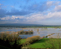Winter flooding on Somerset Levels, West Sedgemoor, UK.  