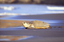 Olive ridley turtle returns to sea after egg laying, Costa Rica {Lepidochelys olivacea}