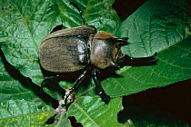 Giant beetle male {Megasoma elephas} Amazonia, Brazil