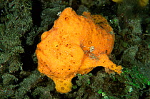 Giant frogfish {Antennarius commerson} Sulawesi, Indonesia