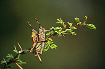 Elegant grasshoppers mating (Zonocerus elegans) Kruger NP, South Africa