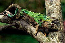 Jackson's Chameleons mating {Chamaeleo jacksonii} Kenya, East Africa.