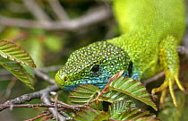 Green lizard portrait {Lacerta viridis} Croatia
