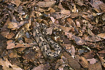 Gaboon Viper {Bitis gabonica} in leaf litter, Epulu Ituri Rainforest Reserve, Congo