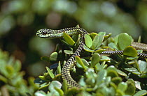 Boomslang snake, male {Dispholidus typus} South Africa