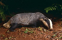 Badger foraging at night {Meles meles} Devon, UK