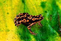 Atelopus toad {Atelopus spumarius} Iwokaram mtns, Guyana