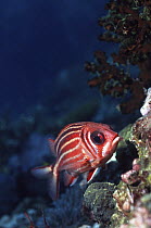 Redcoat squirrelfish {Sargocentron rubrum} Richlieux rock, Andaman sea, Thailand