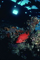 Long jawed squirrelfish {Sargocentron spiniferum} in wreck, Red Sea
