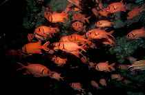 Bigscale soldierfish {Myripristis berndti} Andaman Sea, Thailand