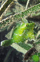 Filefish {Pervagor nigrolineatus} Yap, Micronesia