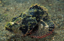 Scorpionfish {Scorpaenopsis sp} Sulawesi, Indonesia