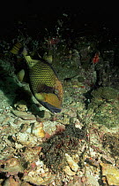 Titan triggerfish aerating eggs in nest {Balistoides viridescens} Thailand