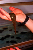 Tropical leech {Hirundinea} held in hand at Leech farm, Wales, UK
