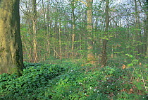 Coppiced woodland with Wood anemones and Dogs mercury, Leicestershire, UK