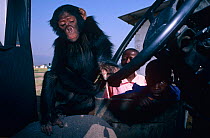 Chimpanzee in vehicle {Pan troglodytes schweinfurthii} Virunga NP, Dem Rep of Congo