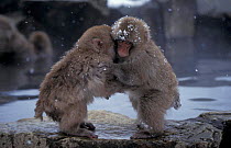Japanese macaque juveniles playing by hot pool. {Macaca fuscata} Japan