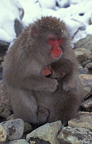 Japanese macaque with young by hot pool {Macaca fuscata} Japan