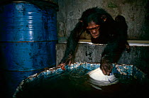 Chimpanzee retrieving water from tank {Pan troglodytes schweinfurthii} Central Africa