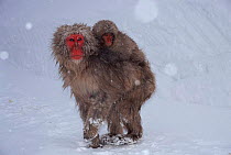 Japanese macaque carrying young in snow {Macaca fuscata} Japan