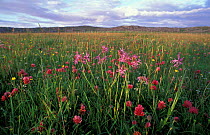 Machair habitat with Ragged robin and Red clover Coll, Argyll, Scotland, UK