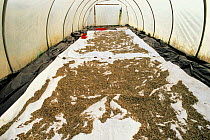 Wild flower cultivation with Red campion (Silene dioica) seeds drying in poly tunnel, Fife, Scotland