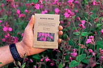 Wild flower cultivation with person holding Red campion (Silene dioica) seed packet above crop,  Fife, Scotland